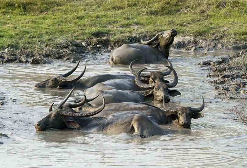 Kaziranga