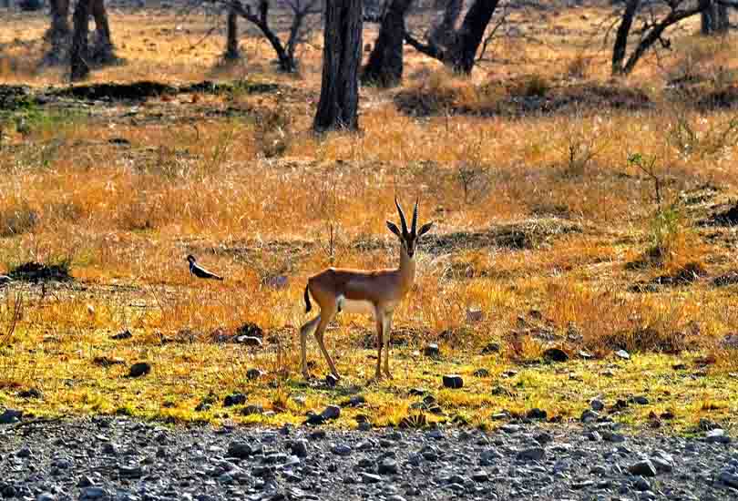 Ranthambore